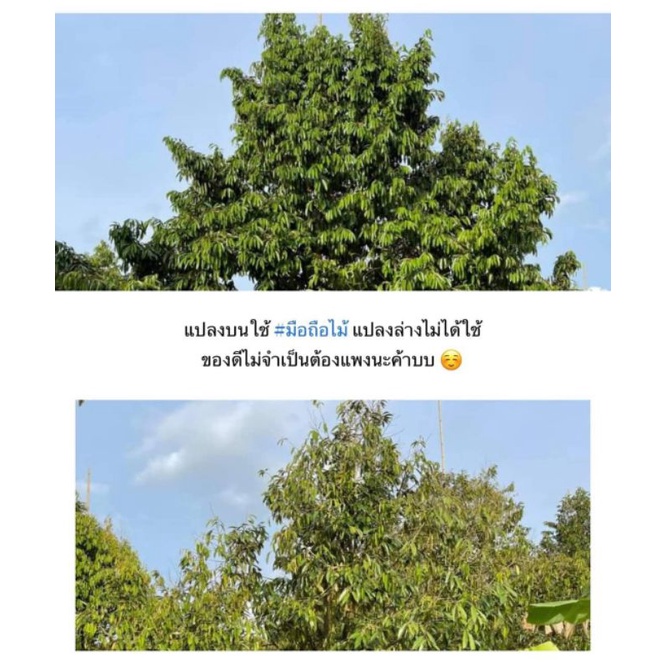 ปุ๋ยอินทรีย์มือถือไม้ 1 กิโลกรัมละ 30 10 กิโลกรัมกิโลกรัมละ 28 บาท