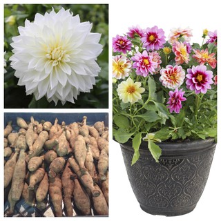 รักเร่ Dahlia สายพันธุ์ Fleurel White นำเข้าจากเนเธอร์แลน หัวสดใหม่ 1 หัว/ออเดอร์