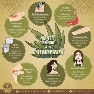 Khaokho Talaypu เขาค้อทะเลภู ว่านหางจระเข้สดแท้ 100% ใช้ทาผิวและผม อเนกประสงค์ (25 มล.)