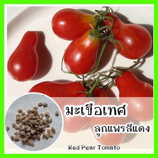 พร้อมส่ง ❗ รหัส 070 เมล็ดพันธุ์แท้ OP แท้  มะเขือเทศลูกแพร สีแดง - Red Pear Tomato พืชผักสวนครัว เมล็ดมะเขือเทศ