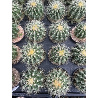 ถังทอง (Echinocactus grusonii cactus) ไม้เมล็ดเพาะในไทย กระบองเพชร แคคตัส