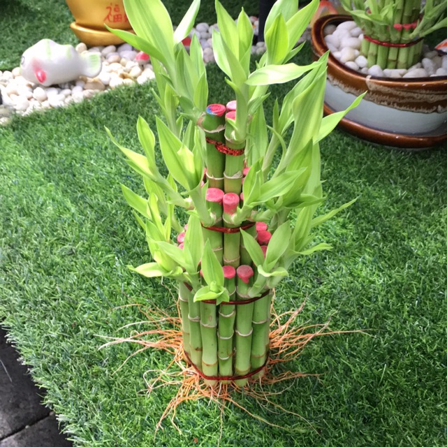 ไผ่กวนอิม3ชั้นใหญ่ ไซส์ จัมโบ้