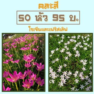 บัวดิน คละสี โรเซียและเฟริสเลิฟ 50หัว(อย่างละ25หัว)