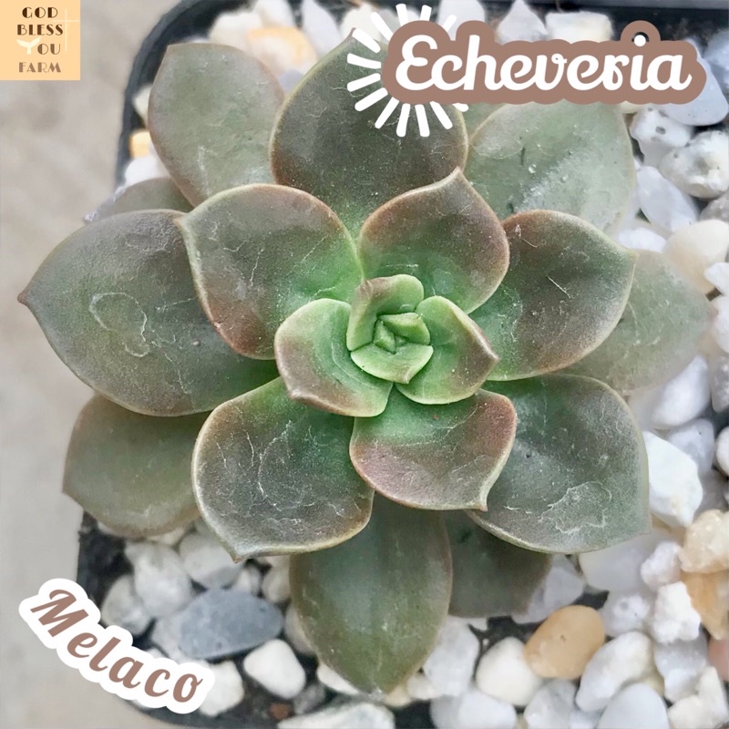 [กุหลาบหินเมลาโค] Echeveria Melaco ส่งพร้อมกระถาง แคคตัส Cactus Succulent Haworthia Euphorbia ไม้หายาก พืชอวบน้ำ ไม้หนาม