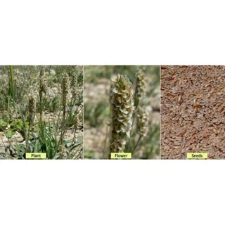 ไซเลียมฮัสก์ White Psyllium Husk 100% ไฟเบอร์ธรรมชาติ ช่วยขับถ่าย คีโต คุมอาหาร 100g (New Package]