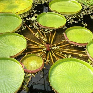 เมล็ดพันธุ์ บัวกระด้ง (Victoria waterlily) Unseen Thailand บัวกระด้งยักษ์ผู้ใหญ่ยืนได้ 5 เมล็ด