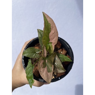 syngonium pink splash เงินไหลมาด่างชมพูและชอคโกแลค สามารถเลือกต้นได้ ซินโกเนียมพิ้งค์สแปลช