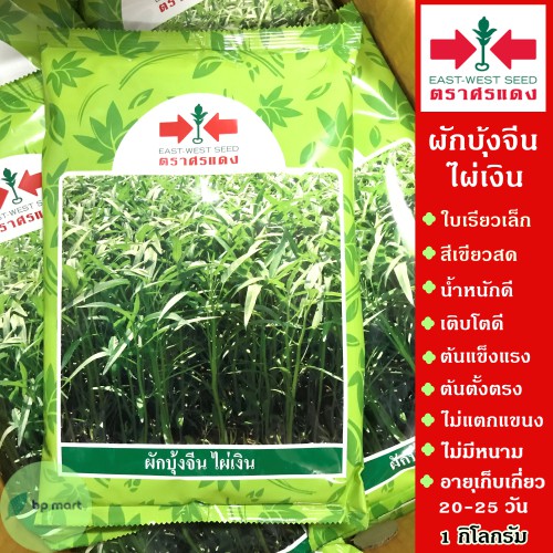 เมล็ดพันธุ์ ผักบุ้งจีน ไผ่เงิน 1 กิโล ตราศรแดง ใบเรียวเล็ก สีเขียวสด ผักบุ้งจีนไผ่เงิน เมล็ดผักบุ้งจ