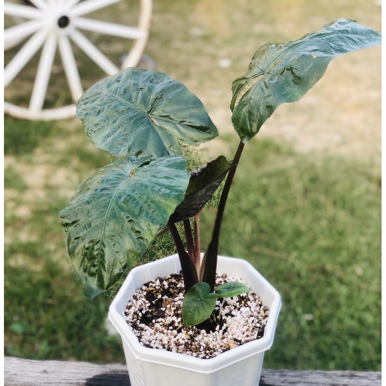 Alocasia yucatan princess
