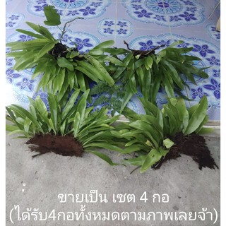 (ขายเป็นเซต4กอ) (ขาย ต้นพันธุ์) ต้น ปีกนก ต้นปีกนก เฟิร์น fern ป.ปลา