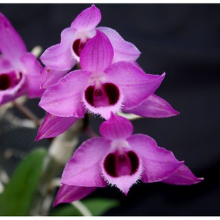 กล้วยไม้ เอื้องครั่งสั้น Dendrobium parishii 1 ต้น ดอกหอม กล้วยไม้หวาย สกุลหวาย ดอกไม้ สีม่วง