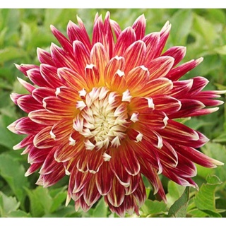 1 หัว/ออเดอร์ รักเร่ Dahlia สายพันธุ์ Akita หัวรักเร่