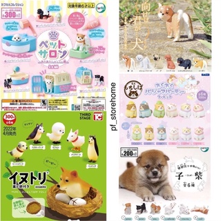 🅟🅕 [รวมกาชาปองน้องหมาแบบครบเซต]กาชาปองน้องหมาหลากหลายพันธุ์ 🐕🐶🐩 Dog gashapon