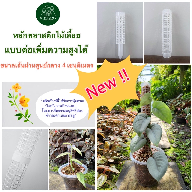 [ส่วนต่อขนาดใหญ่ 5 ชิ้น] หลักไม้เลื้อย/เสาไม้เลื้อย ขนาดใหญ่ เส้นผ่านศูนย์กลาง 6 ซม. แบบต่อเพิ่มความสูงได้