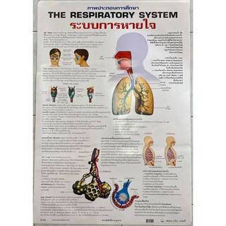 โปสเตอร์ ระบบการหายใจ No.9478  โปสเตอร์ภาพประกอบการศึกษา  โปสเตอร์การเรียนรู้ โปสเตอร์กระดาษ