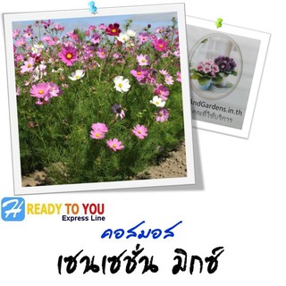 ดาวกระจาย (Cosmos) คอสมอส เซนเซชั่น มิกซ์ 50 เมล็ด (จาก Ball Horticultural Company)