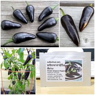 เมล็ดพันธุ์ พริกจาราปิโน่ สีม่วง (Purple Jalapeno Pepper Seed) บรรจุ 15 เมล็ด คุณภาพดี ของแท้ 100%