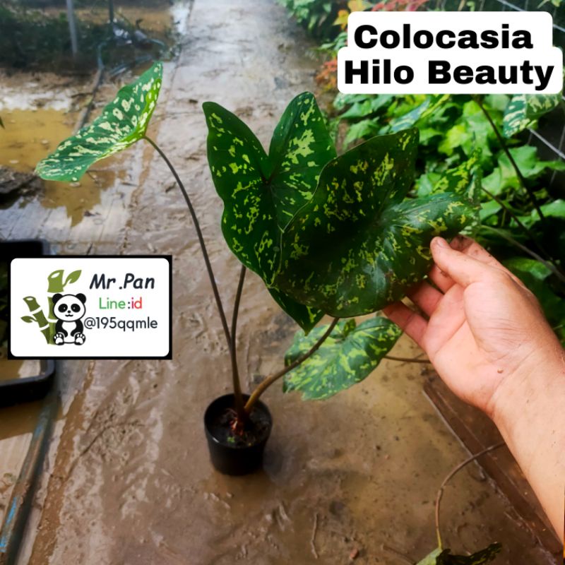 Colocasia Hilo Beauty บอนเสือพราน ใหญ่ ต้นสวย