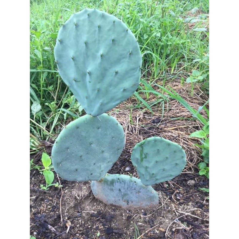 opuntia robusta giant pad ตัดสด ขนาด 6-8 cm