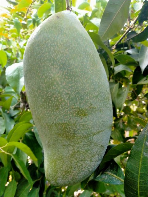 ต้นพันธุ์มะม่วงโชคไพบูลย์ ต้นพันธุ์เสียบยอด มีรากแก้ว โตไว ต้นแข็งแรงพร้อมปลูก - รูปที่ 2