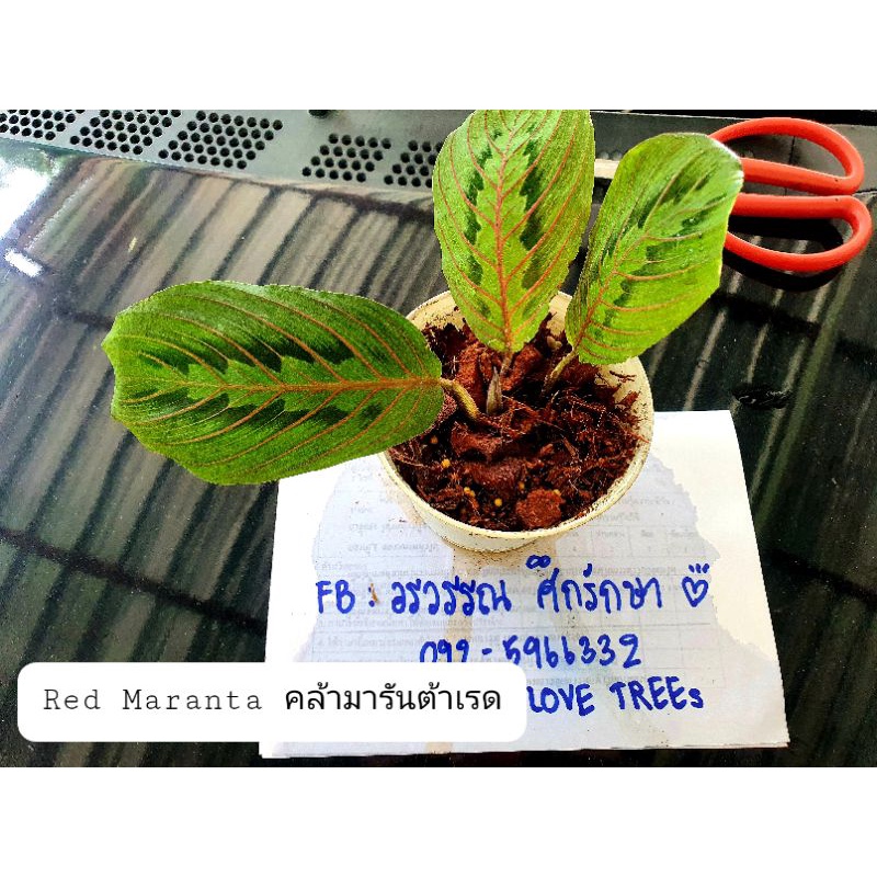 คล้ามารันต้าเรด (maranta red)