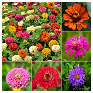 ถูก ใหม่ สายพันธุ์พร้อมส่ง เมล็ดพันธุ์ ดอกบานชื่นคละสี 200 เมล็ด Mixed Zinnia Flower Seed เมล็ดพันธุ์แท้ ดอกบานชื่นซ้ H7