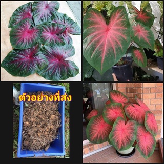 (5หัว)(vาย หัวพันธุ์) บอนสี บอน บอล บอลสี ช้างเผือกใบบัว ช้างเผือก ใบบัว happy