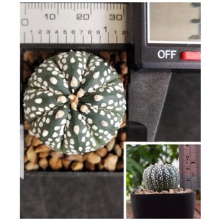 แอสโตรไฟตัม แอสโตร แอสโตรไฟรตัม Astrophytum