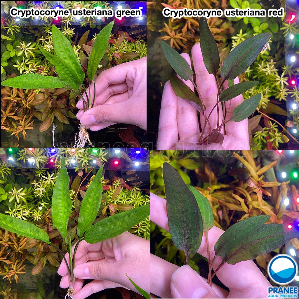 Cryptocoryne usteriana green & red - คริปฟิลิปปินส์ (เขียว & แดง) หายาก!! ต้นไม้น้ำ ไม้น้ำตู้ปลา