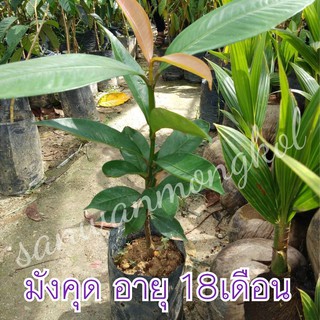 ต้นมังคุด(เพาะเมล็ด) อายุต้นประมาณ 18เดือน สูงประมาณ 50cm.(1ต้น)