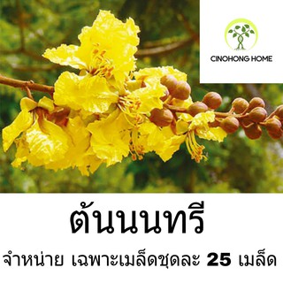 เมล็ดนนทรีป่า 25 เมล็ด ต้นนนทรีป่า นนทรีป่า ไม้เศรษกิจ