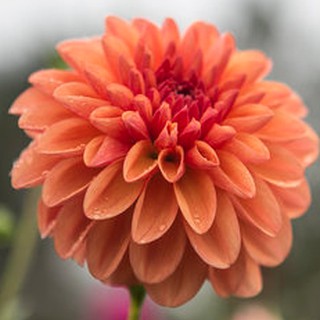 รักเร่ Dahlia สายพันธุ์ Ferncliff Copper นำเข้าจากเนเธอร์แลน หัวสดใหม่ 1 หัว/ออเดอร์