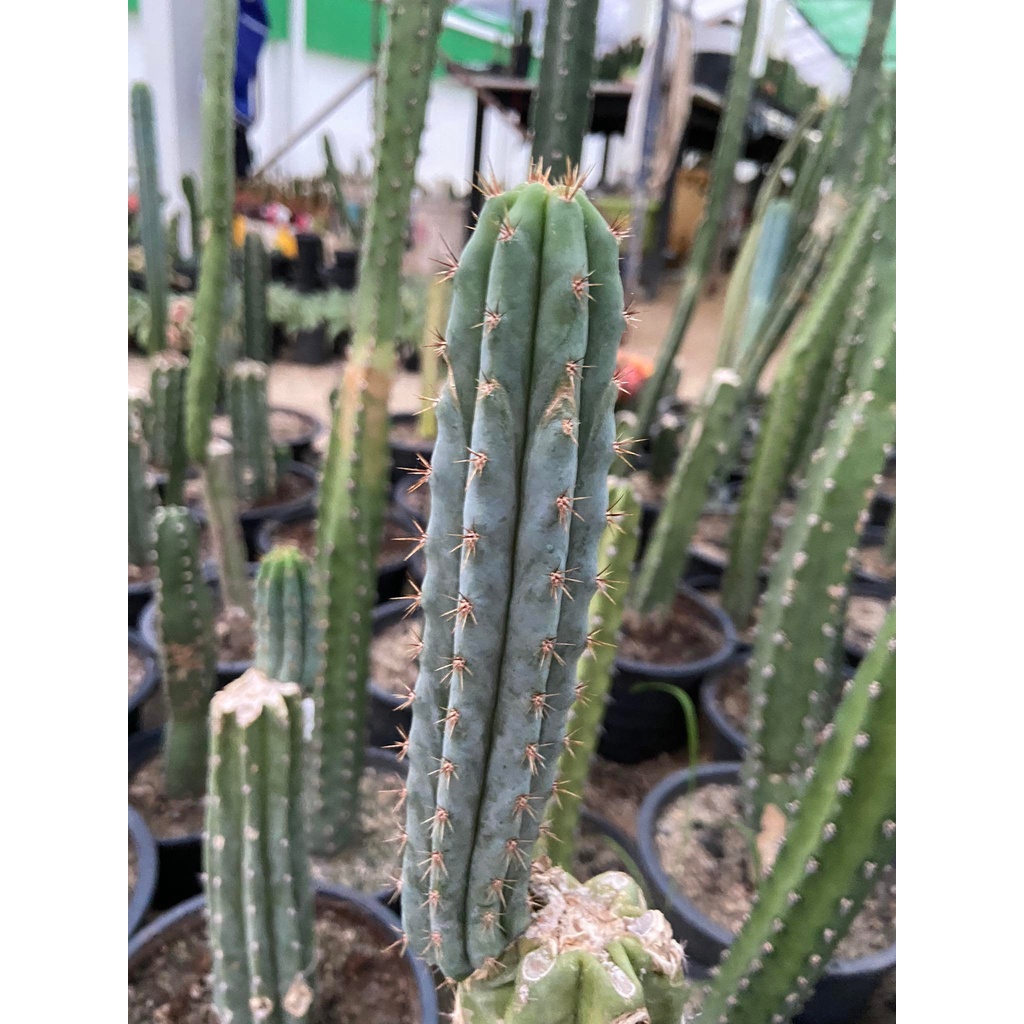 ซาน เปรโด พาคานอย พาชานอย Pachanoi ตัดสด San Pedro