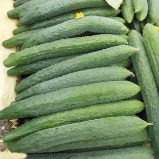 เมล็ดพันธุ์ แตงกวาญี่ปุ่น เทสตี้เจด Tasty Jade F1 Cucumber Seed บรรจุ 10 เมล็ด คุณภาพดี ของแท้ 100%