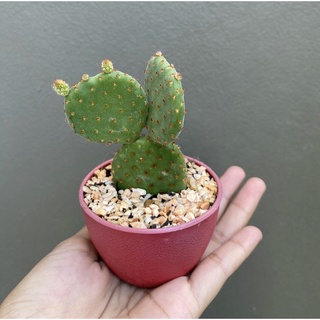 หูกระต่าย Opuntia แคคตัส กระบองเพชร 📌ส่งถอดกระถาง