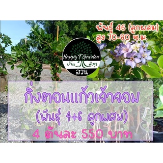 กิ่งพันธุ์แก้วเจ้าจอมลูกผสม (พันธุ์ 46) 4 ต้น 550 บาท สูง 70-80 cm.