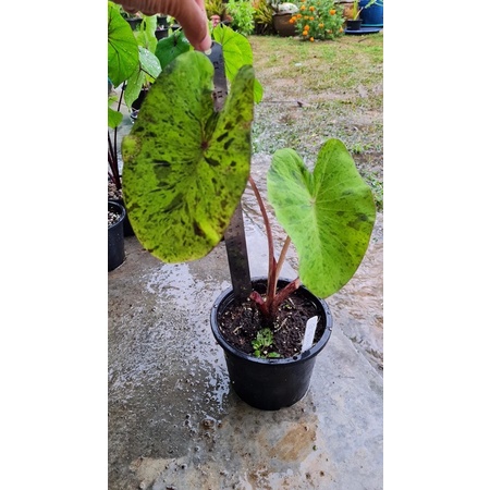 colocasia morning dew(ส่งแบบตะกร้า)