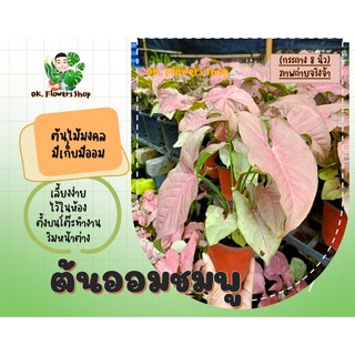 ต้นออมชมพู  PinkSyngonium ต้นไม้มงคล ต้นไม้ฟอกอากาศ กระถางขาว 6นิ้ว เลื้อยแล้ว ขยายพันธุ์ได้อีก คุ้มมากๆ