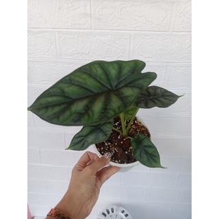 Alocasia dragon scale อโลคาเซีย ดราก้อนสเกล มีเส้นสีเขียวเข้ม มีความนูนตรงกลางใบ ใบจะคล้ายๆเกร็ดมังกร สวยงามและดูแลง่าย