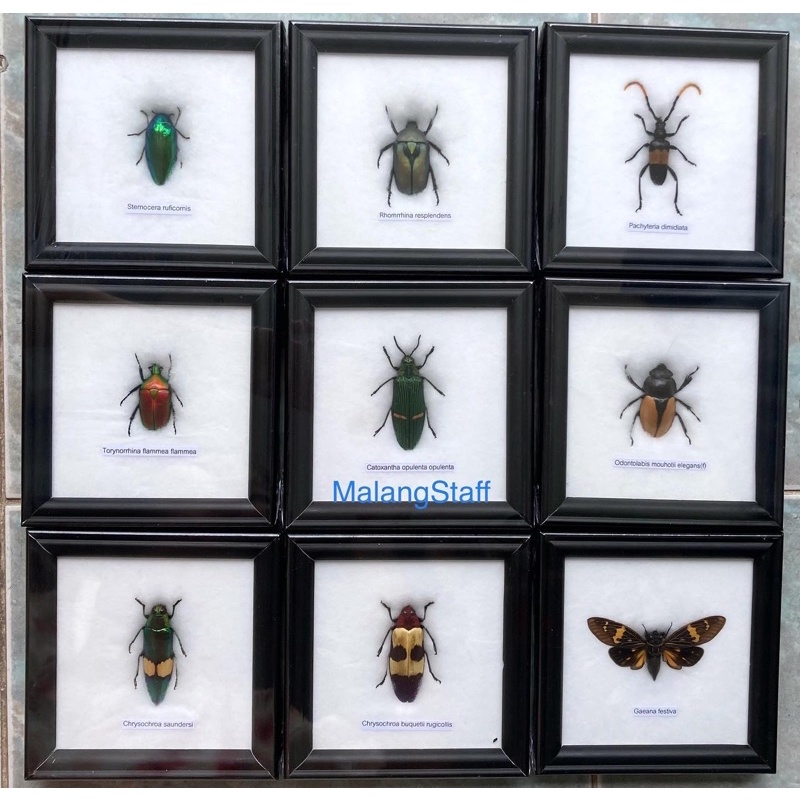 แมลงสต๊าฟกรอบจิ๋ว4*4"(Real Insect)