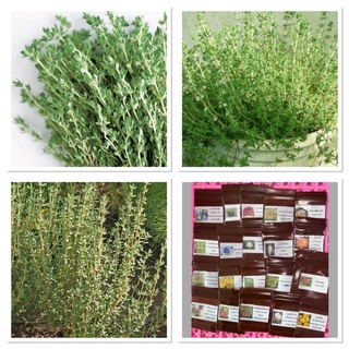 เมล็ดพันธุ์ ไธม์เยอรมัน (Common Thyme Seed) บรรจุ 50 เมล็ด คุณภาพดี