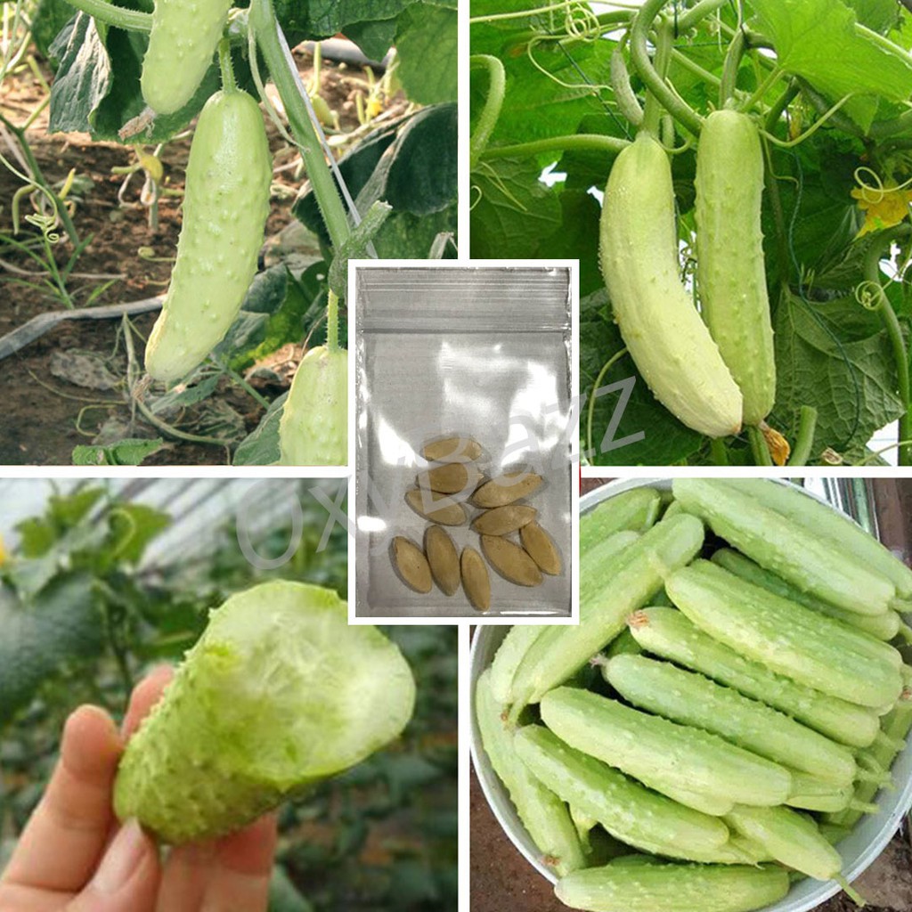 [10แถม1] เมล็ดพันธุ์แตงกวาขาว 10เมล็ด เมล็ดแตงกวาสีขาว White Cucumber Seeds
