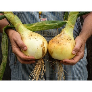 100 เมล็ด เมล็ดหอมหัวใหญ่ สายพันธุ์ อิลซ่าเครก หอมยักษ์ Onion "Ailsa Craig" (Allium cepa)  Onion seeds