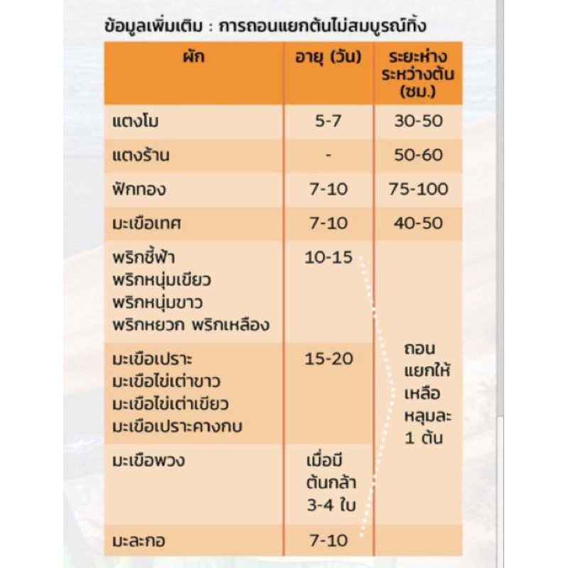 มะเขือเปราะคางกบ ปลุกง่าย โตไว( 10 ซอง แถม 1 ซองคละได้) - รูปที่ 3