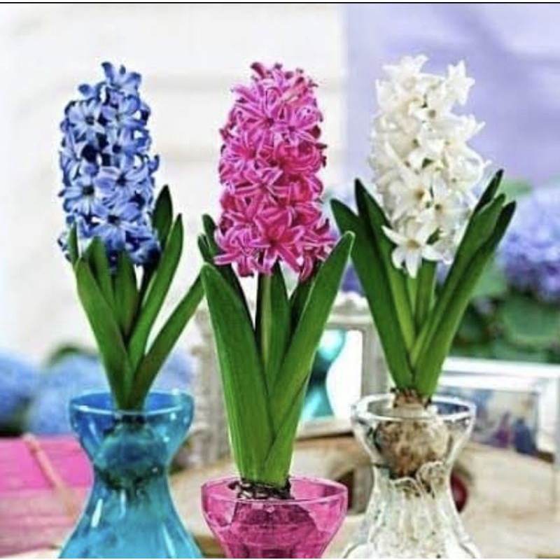 ไฮยาซินธ์ นำเข้าจากฮอลแลนด์ มาในกระถางพร้อมตั้ง ใกล้ออกดอก