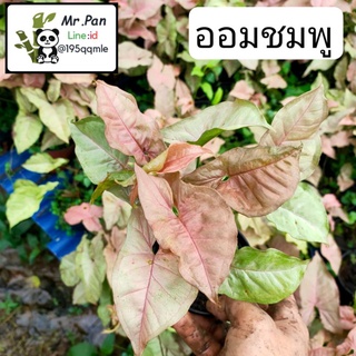 syngonium pink รากเเน่น ต้นออมชมพู Syngonuim ออมชมพู