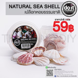 🐚✨NATURAL SEA SHELL -  เปลือกหอยธรรมชาติ 10 ✨🐚