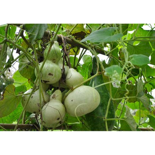 เมล็ดพันธุ์ น้ำเต้าเซียนใหญ่บรรจุ ประมาณ  20-25  เมล็ด  49 บาท