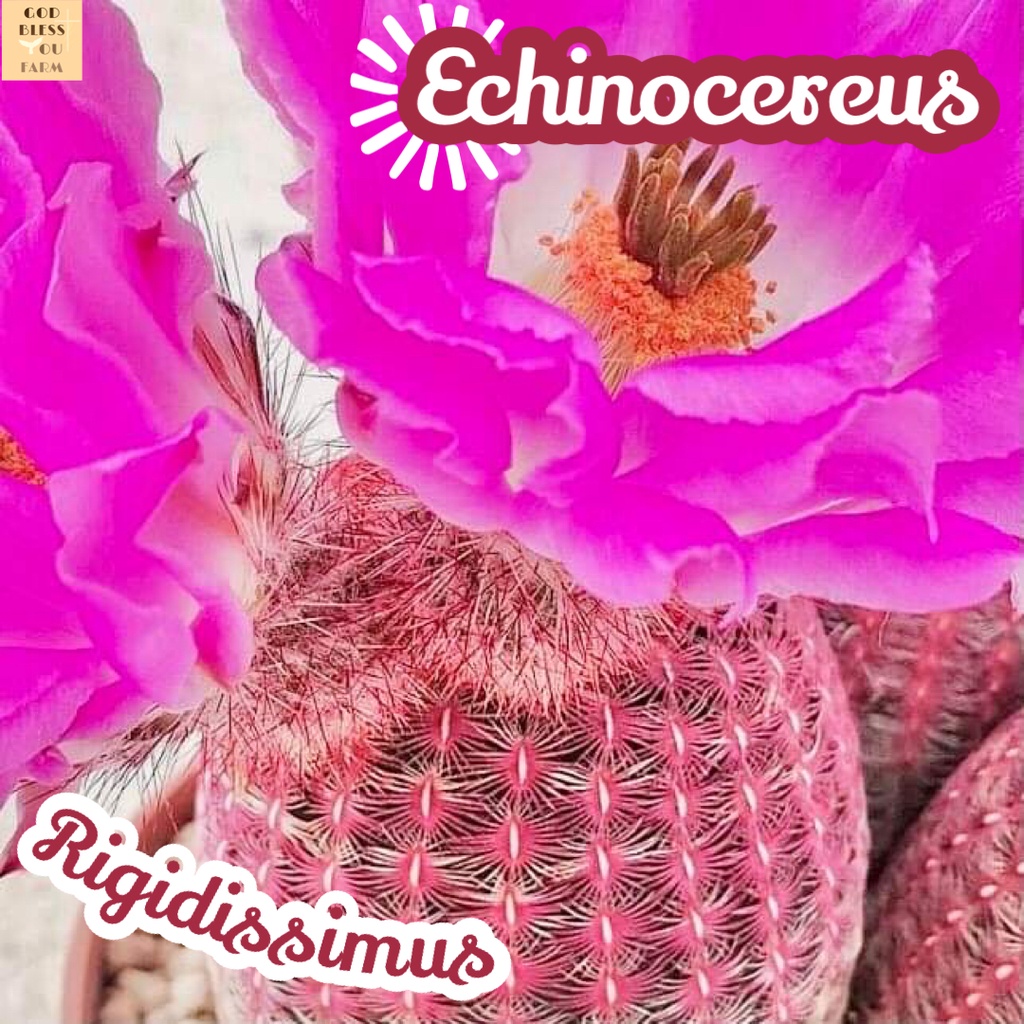 [เรนโบว์ไซส์ใหญ่] Echinocereus Rigidissimus แคคตัส ต้นไม้ หนาม ทนแล้ง กุหลาบหิน ไม้อวบน้ำ พืชอวบน้ำ cactus