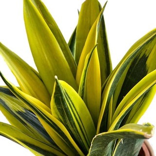 ลิ้นมังกรทอง Sansevieria Golden Flame  4.5"